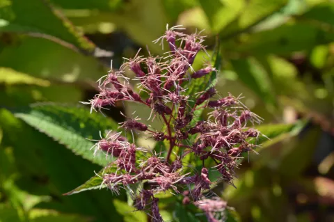 Eupatorium mac. 'Riesenschirm'