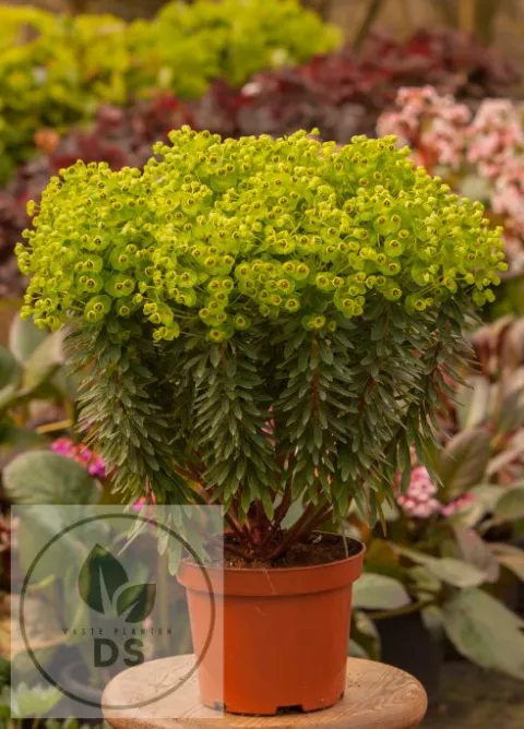 Euphorbia char. 'Red Wing' ('Charam')