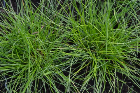 Festuca gautieri