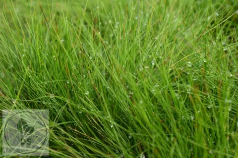 Festuca 'Walberla'