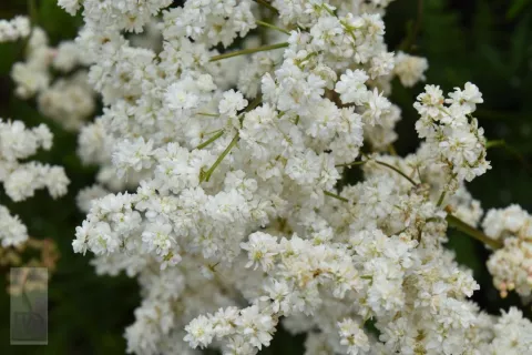 Filipendula vulgaris 'Multiplex' (Plena)