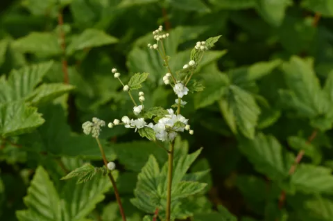 Filipendula rubra 'Venusta'(magnifica)