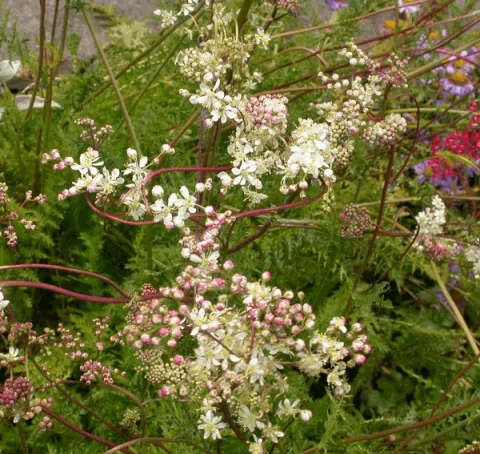 Filipendula vulgaris