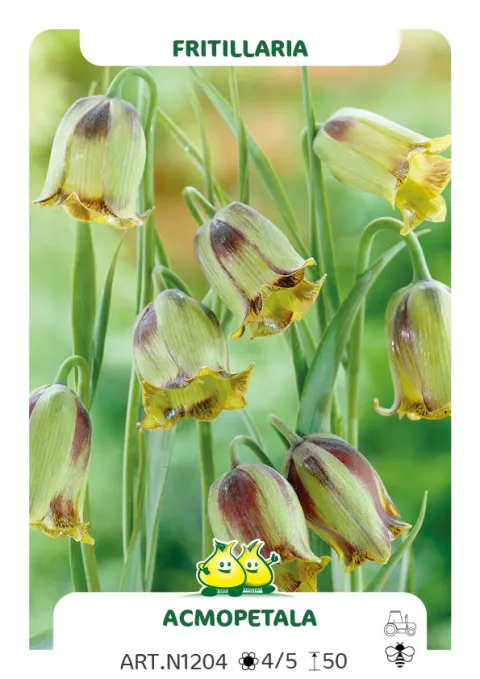 Fritillaria acmopetala