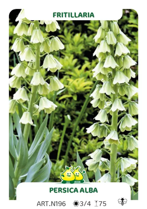 Fritillaria persica 'Alba'