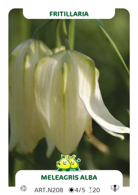 Fritillaria mel. 'Alba'