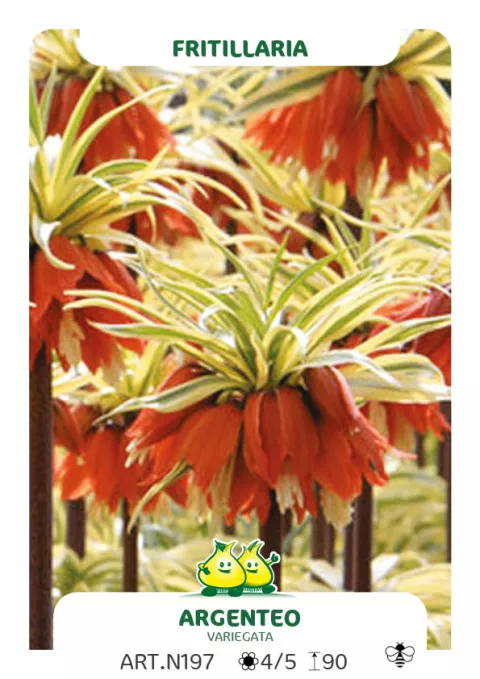 Fritillaria imper. 'Argenteovariegata'