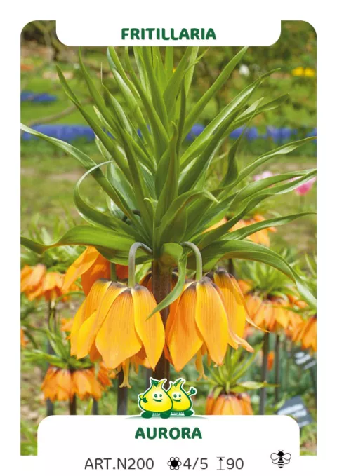 Fritillaria imper. 'Aurora'