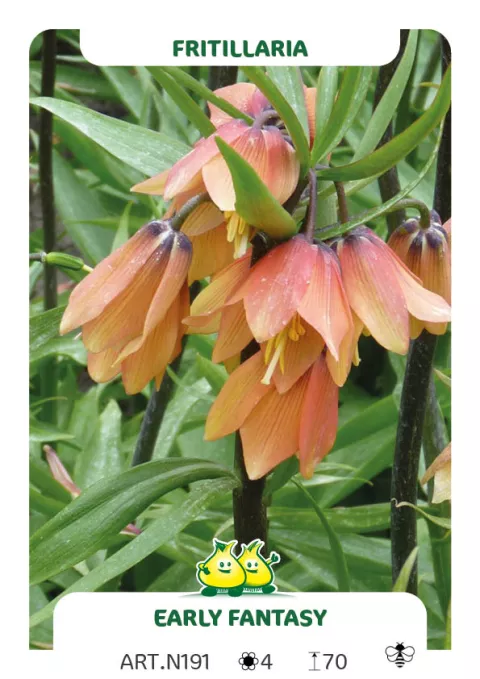 Fritillaria 'Early Fantasy'