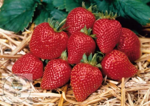 Fragaria ananassa 'Elan'