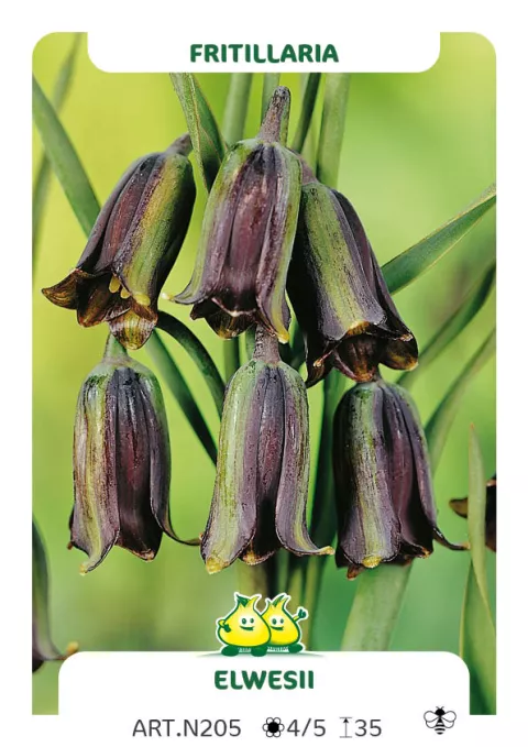 Fritillaria 'Elwesii'
