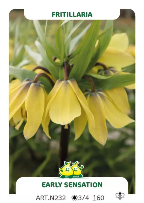 Fritillaria 'Early Sensation'