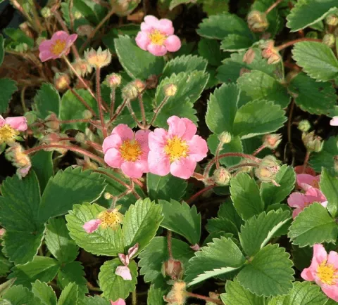 Fragaria 'Frel' ('Pink Panda')
