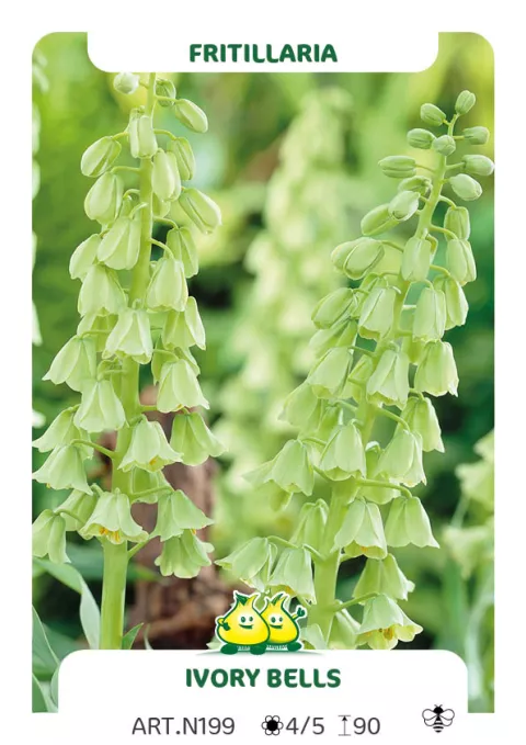 Fritillaria persica 'Ivory Balls'