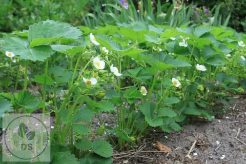 Fragaria ananassa 'Lambada'