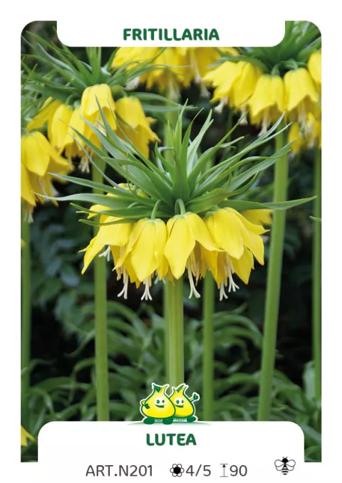 Fritillaria imper. 'Lutea'