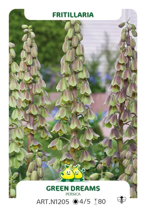 Fritillaria persica 'Green Dreams'