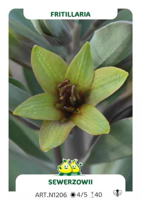 Fritillaria sewerzowii