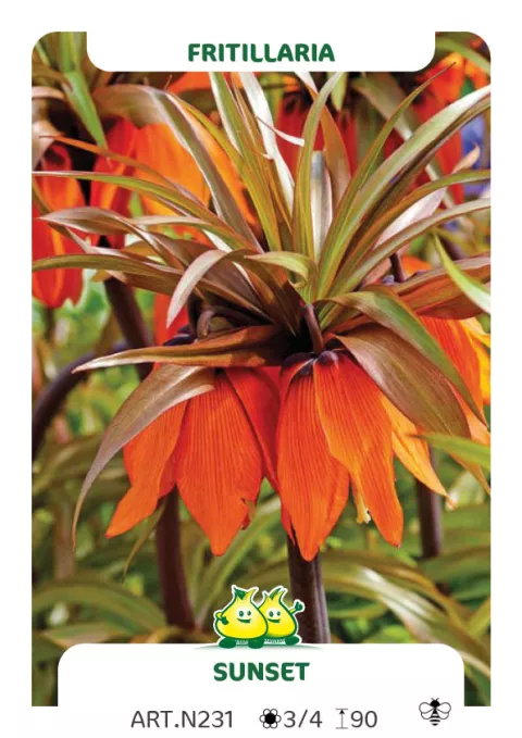 Fritillaria imper. 'Sunset'