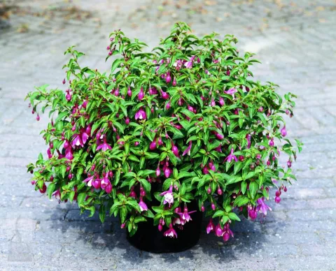 Fuchsia 'Lady Thumb'