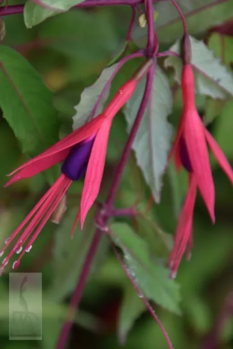 Fuchsia 'Riccartonii'