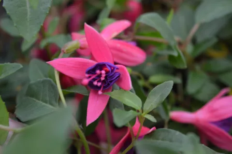 Fuchsia 'Tom Thumb'