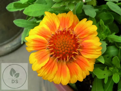 Gaillardia aristata 'Arizona African Sunset'