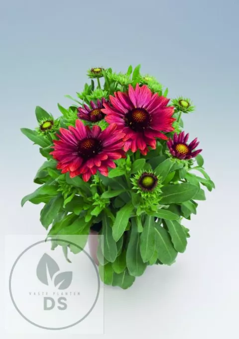 Gaillardia aristata 'Arizona Red Shades'