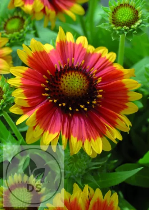 Gaillardia aristata 'Arizona Sun'