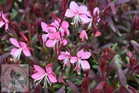 Gaura lindh. 'Blaze'