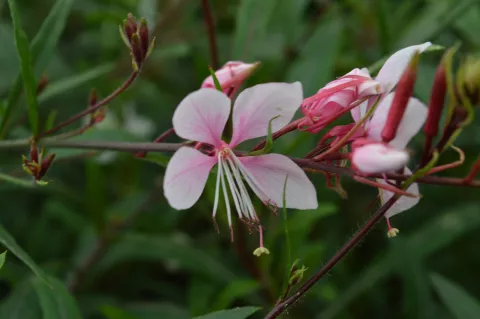 Gaura lindh. 'Cherry Brandy'