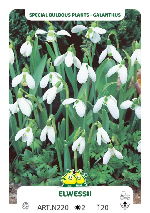 Galanthus 'Elwesii'