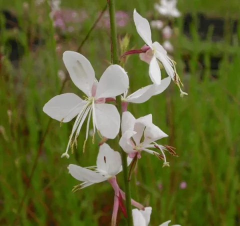 Gaura lindheimeri