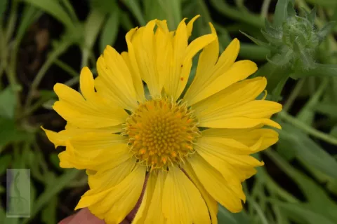 Gaillardia 'Maxima Aurea'