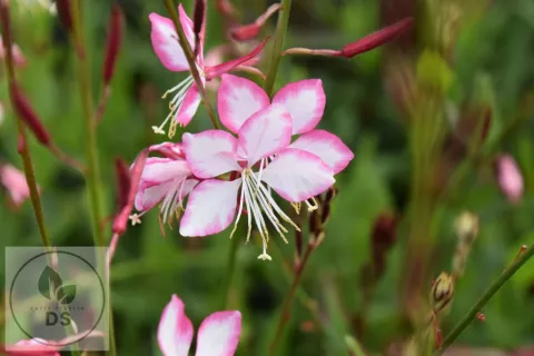 Gaura lindh. 'Rosy Jane'