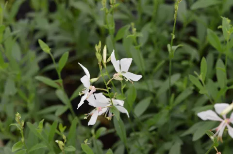 Gaura lindh. 'Short Form'