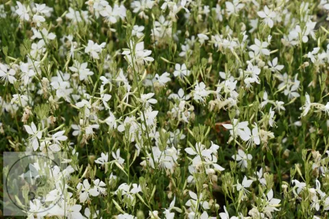 Gaura lindh. 'Snowbird'