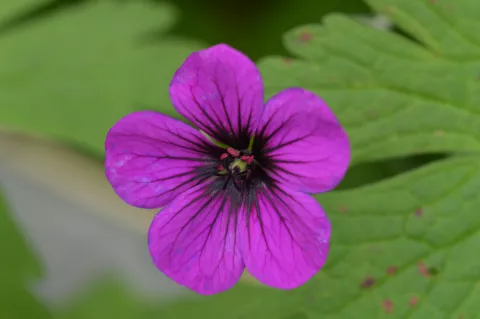 Geranium hybr. 'Ann Folkard'