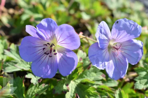 Geranium hybr. 'Azure Rush'