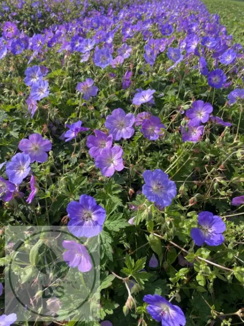 Geranium hybr. 'Azure Rush'