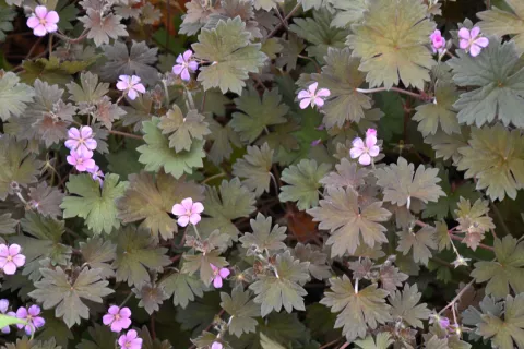 Geranium hybr. 'Bob's Blunder'