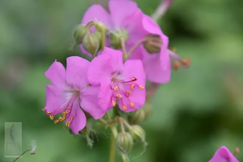 Geranium cant. 'Bergarten'