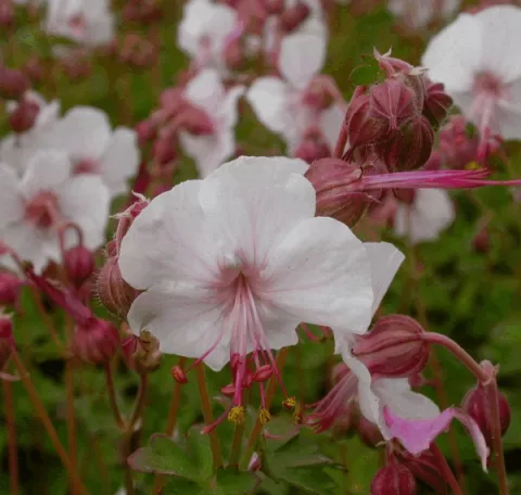 Geranium cant. 'Biokovo'