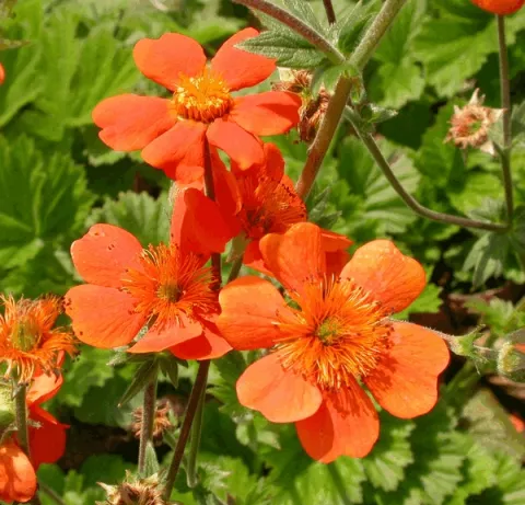 Geum cocc. 'Borisii'