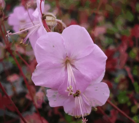 Geranium dalmaticum