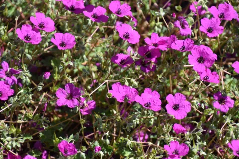 Geranium cinereum 'Guiseppii'