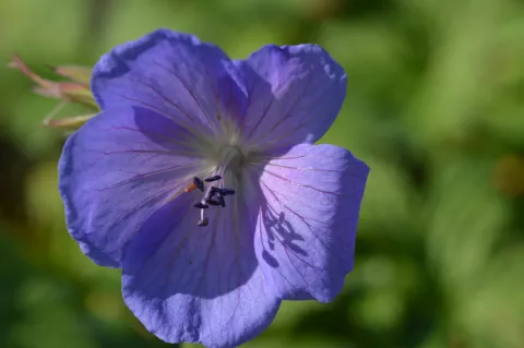 Geranium himalayense