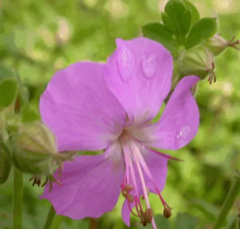 Geranium cant. 'Karmina'