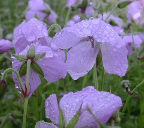 Geranium clarkei 'Kashmir Pink'