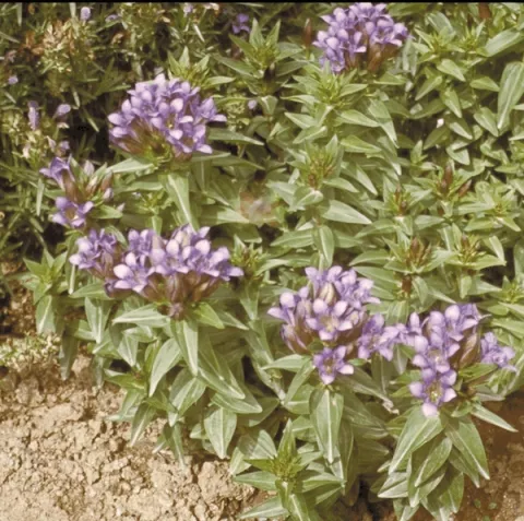 Gentiana septemfida var. lagodechiana